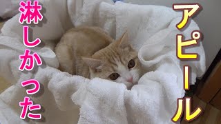 お留守番が淋しかったとアピールする猫【スコティッシュフォールド】