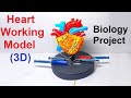 heart working model(3d) with syringes - blood circulation biology project - diy | craftpiller