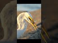 Hungry Great Egret stabs fish and swallows it alive headfirst. #bird #wildlife #fishing #marksmith