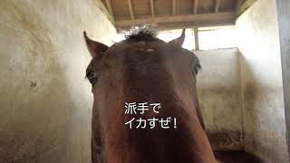 あーこっこ乗馬日記〜蹄を切ったり、顔派手にしたり。風邪ひきの分も２頭分頑張っているぜ！