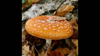 Beautiful Russia Mushroom 🍄 Farming Nature Scene