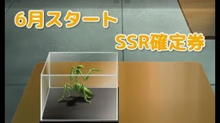 【戦国炎舞】　６月スタートSSR確定券　新シリーズスタート