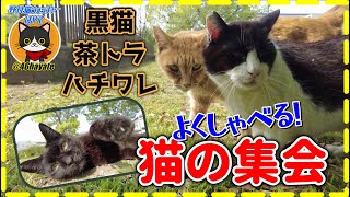 【よくしゃべる猫】【猫の集会 】黒猫・茶トラ・ハチワレ / かわいい【野良猫】