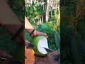 amazing,,slicing fresh green coconut #satisfying #asmr #shorts