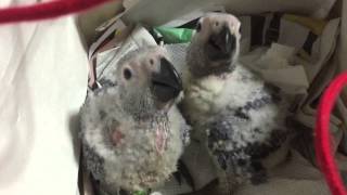 挿し餌を欲しがるヨウムの雛たち African Grey Parrot