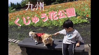 【花めぐり】九州　くじゅう花公園.  (Kuju Flower Park)