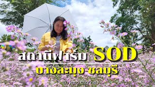 สถานีฟาร์ม SOD ทุ่งดอกไม้คัตเตอร์ | หนองปลาไหล บางละมุง ชลบุรี| เต้ง หนาว channel