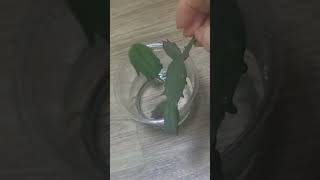 시든 게발선일장 잎 하루만에 회복시키는 방법 How to restore withered crab leaves in a day