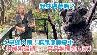 久旱逢大雨！無尾熊睡夢中「淋成落湯熊」，呆呆抱樹等人來：我在做夢嗎？