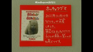 2022/7/5〖旭山動物園〗ホッキョクグマの母子①⇒Polar Bears - (Hokkaido) Asahiyama Zoo (In Jun of 2022)