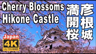 🇯🇵4K 彦根城の桜 2023 Cherry blossoms of Hikone Castle 彦根観光 旅行 桜の名所 満開 花見 滋賀観光 旅行 名城