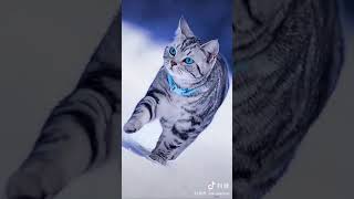 Cat Reaction ❤ | Cute cat video #shorts