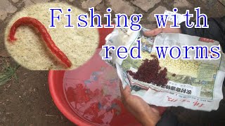 Fishing with red worms红虫的保存方法 死亡率低 鲜活度高#fishing #fishingvideo #fishingtips #fisherman