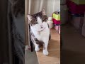 Cute cat, lovely pet