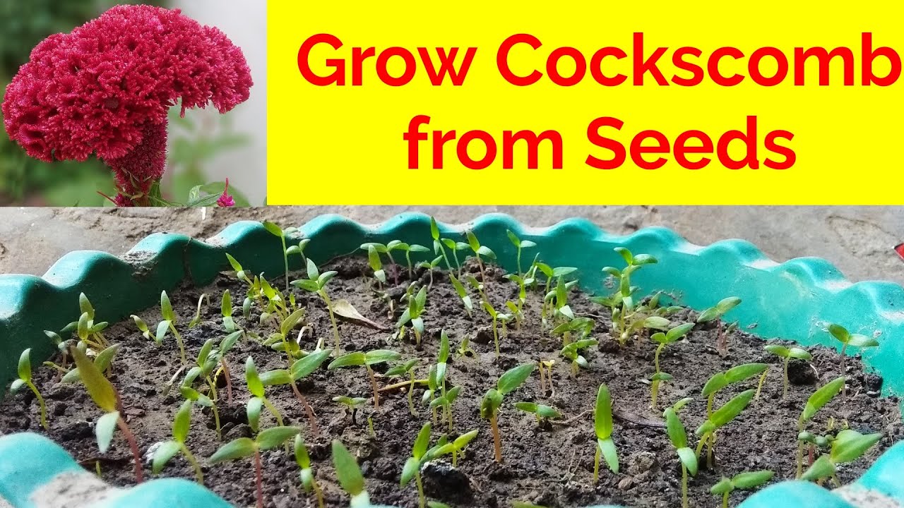 Cockscomb बीज से उगायें मार्च में / How To Grow Cockscomb From Seeds At ...