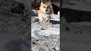 残雪の河原を歩くコーギー / A corgi walking on a winter riverbank #コーギー #corgi #サクラ