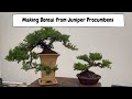 Making Bonsai From Juniper Procumbens with Padmapriya