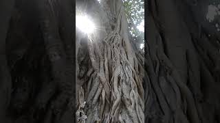 legend tree நம்ம நாட்டு பழங்கால மரம்.