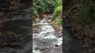 Tramptravellermalayalam #Shorts#forest river#pampa river#kerala#bharathapuzha.