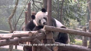 Panda cub delivery-Pandapia live