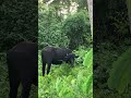 എരുമ വളർത്തൽ 🐃🐃