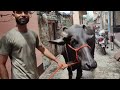 #cow #blackscre #bull #cowsong #onepiece #youtube #youtubeshorts #online