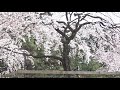 前橋市敷島公園しだれ桜　平成最後のお花見（曲名　さくら　雅楽演奏家　東儀秀樹）