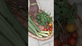 vegetable harvest in my terrace garden #maadithottam #brinjal #greenleaves #peerkangai #shorts