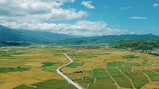 2021夏．花東縱谷─空拍玉里稻浪/Drone shot golden rice in Yuli, Hualien