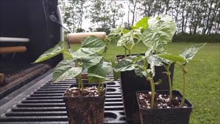 Transplanting Beans [July 2016]