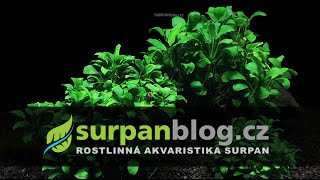 Comparison - Anubias Nana + Petite + Bonsai (turn on subtitles) | SURPAN.cz