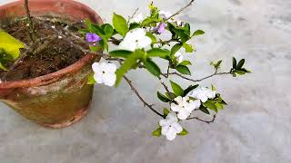 Brunfelsia Latifolia , \