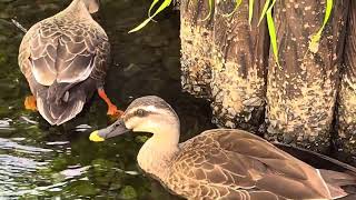 カルガモ/ spot-billed duck