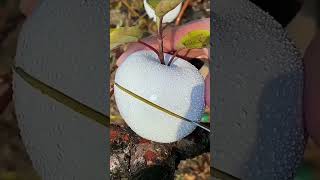 Fruits World#shorts #short #fruitvideo #fruits #garden #farmer #farm #live #livestream #white #apple