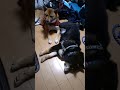 いつも　応援ありがとうございます😊　　仲良し特集してみました！　　　　　 柴犬のいる暮らし 　 柴犬