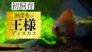 熱帯魚の王様 ディスカスDISCUS 初飼育に挑戦！！【アクアリウム】【熱帯魚】