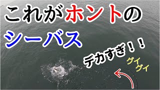 【爆釣】コノシロパターンを攻略せよ！！ミノー縛りのシーバスゲーム。【東京湾奥】