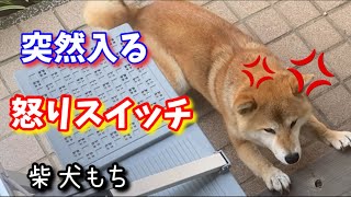 【柴犬】が急にビビって怒りだす瞬間！柴犬もち。shiba inu