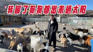 2025-2-9 Xiaoxu's Mountain Life with Dogs 终于天晴了狗狗可以出来晒太阳了，降温这么久狗狗们都健健康康对睡在屋子里。