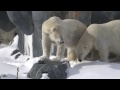 some toronto zoo animals thriving in freezing temps