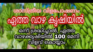 ഏത്ത വാഴ കൃഷി | Nendran Farming | നേന്ദ്രൻ