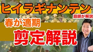 育てやすいヒイラギナンテンの剪定と特徴を解説【庭師が解説】