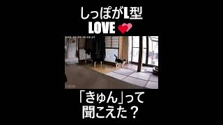 飼い主が「来た～💕」と しゃべる猫 By防犯カメラ