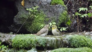 山中湖 大洞の泉のオオルリ（雌）とメジロの水浴び　その２（4K動画）