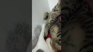 Irukummm irukummmmmm🐈#cat#catlike#funnyshorts#shortsviral#kittycomedy#catvideos#catshorts#catlovers