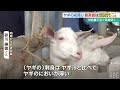 人気高まるヤギ肉　ヤギの初競りで1キロあたり1548円の高値に　価格の上昇続く