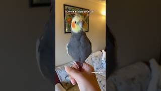 Cockatiel has Perfect Posture when Bounced #cockatiel #bird #yumyumthetiel #parrot