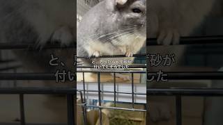 勢いよく砂浴びをしたらやっぱり目砂がついてるチンチラ　最後はヒゲ砂＃chinchilla＃チンチラ＃shorts