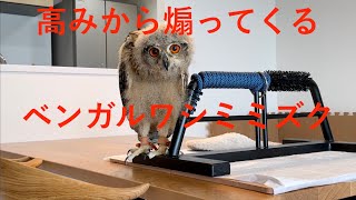 【ベンガルワシミミズク】#21 高みから煽ってくる生後2ヶ月のフクロウさん indian eagle-owl (two months after hatching)