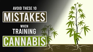 10 Mistakes to Avoid When Training Cannabis Plants!